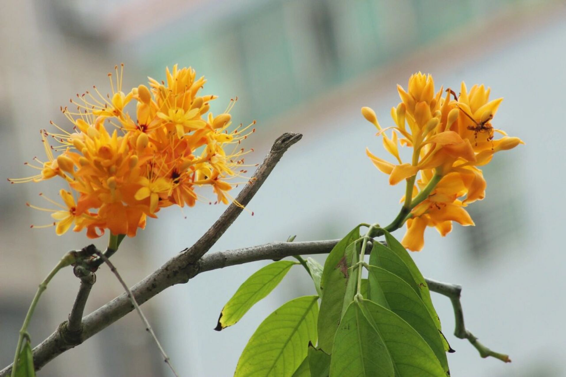 中国无忧花 中国无忧花(学名:saraca dives pierre):乔木,高5-20米