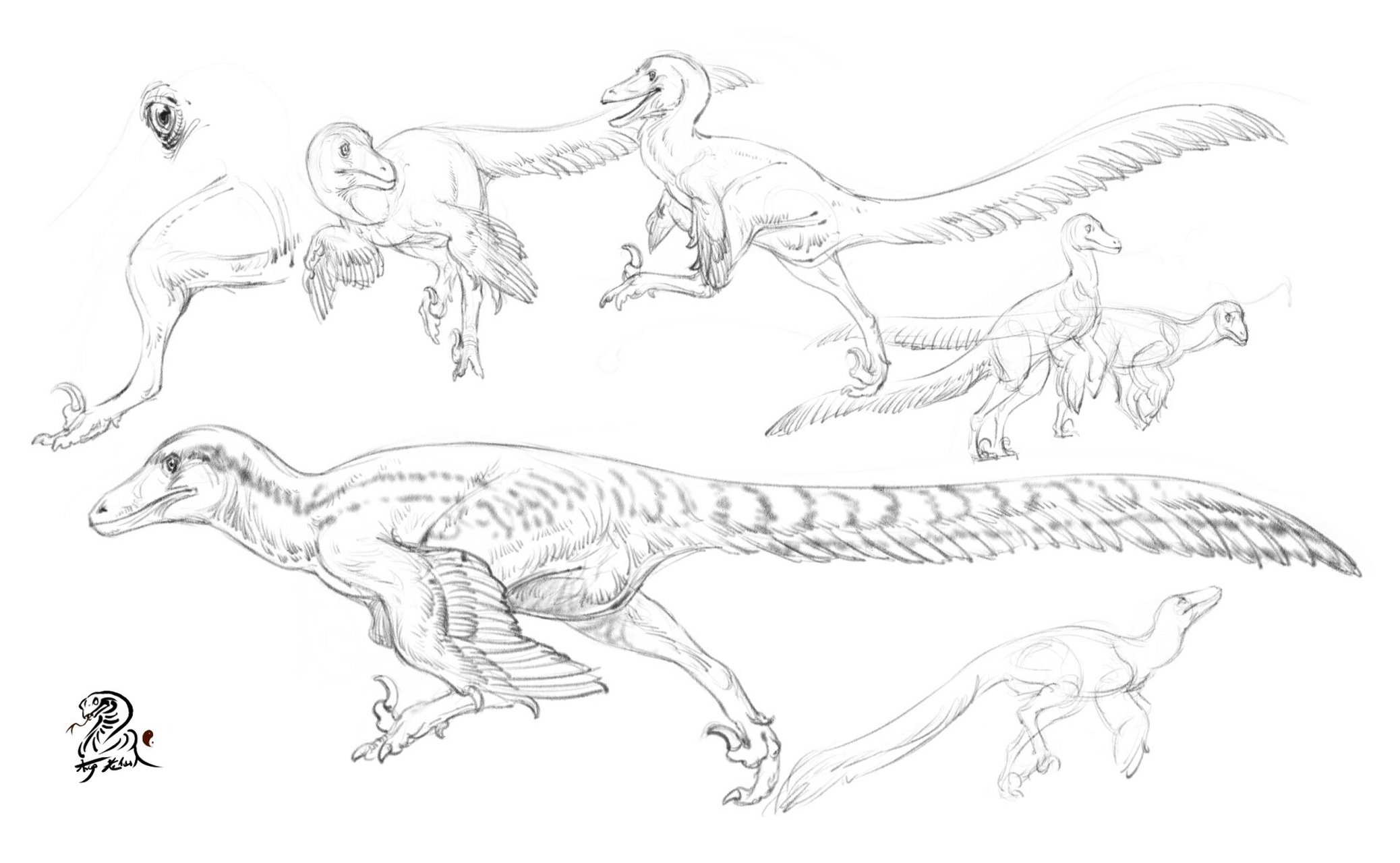 伶盗龙 40分钟速写摸鱼 蒙古伶盗龙(velociraptor m