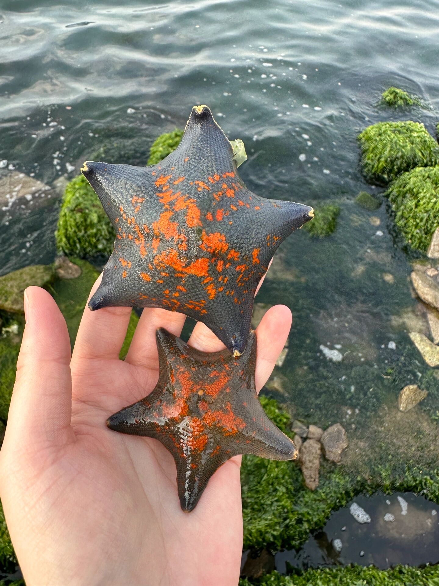 这种海星有毒吗