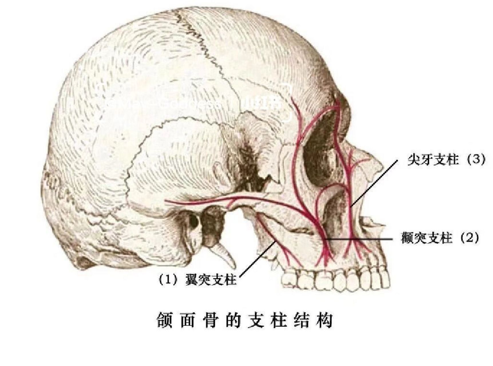 下巴的骨头叫什么图片