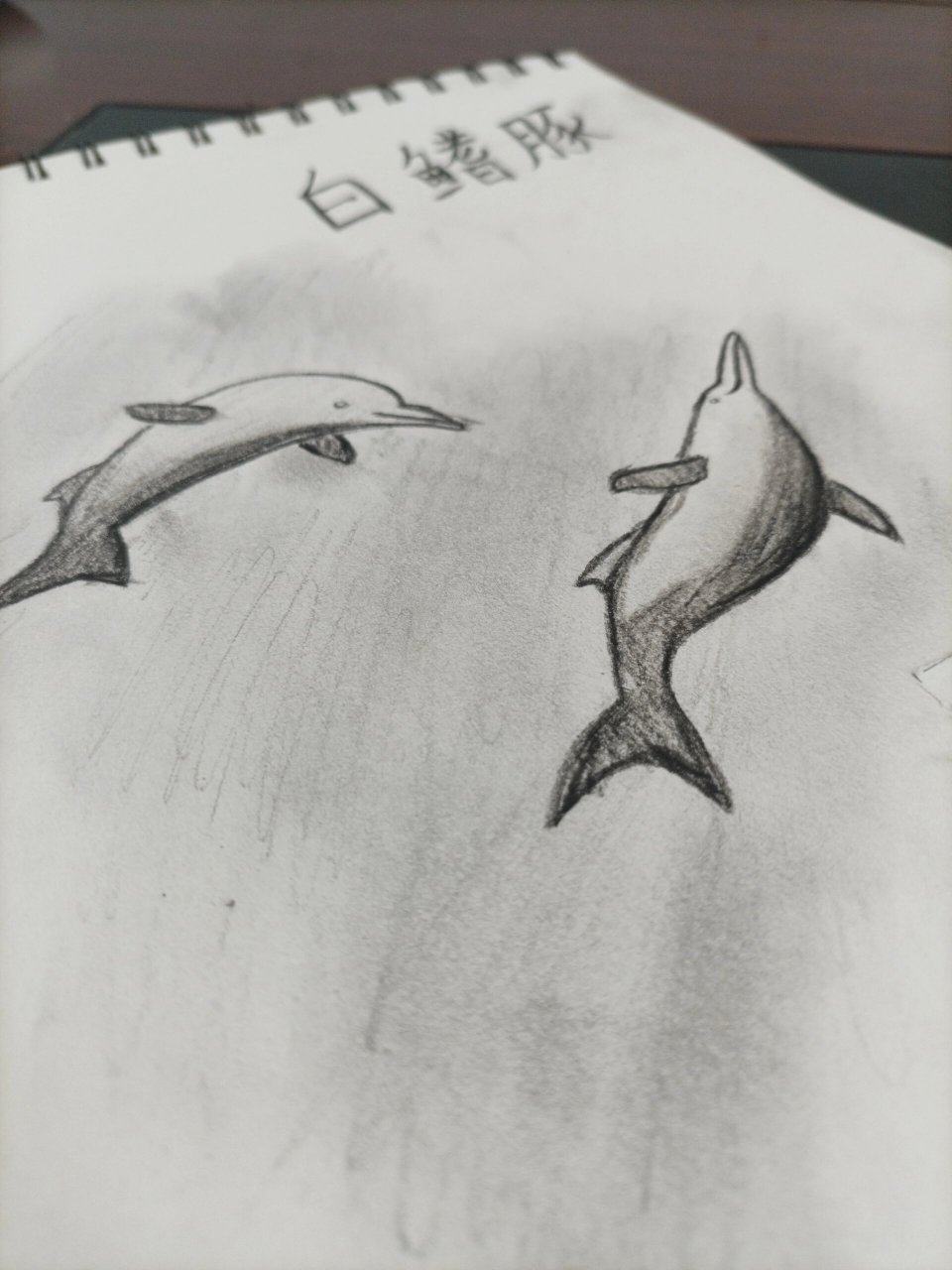 绘画——白鳍豚