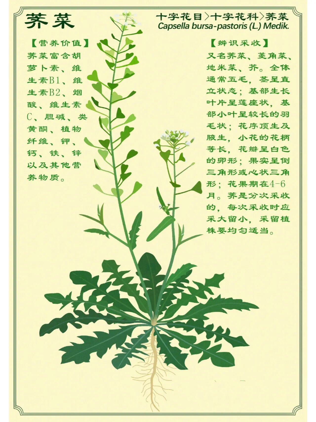 荠菜的样子描写图片