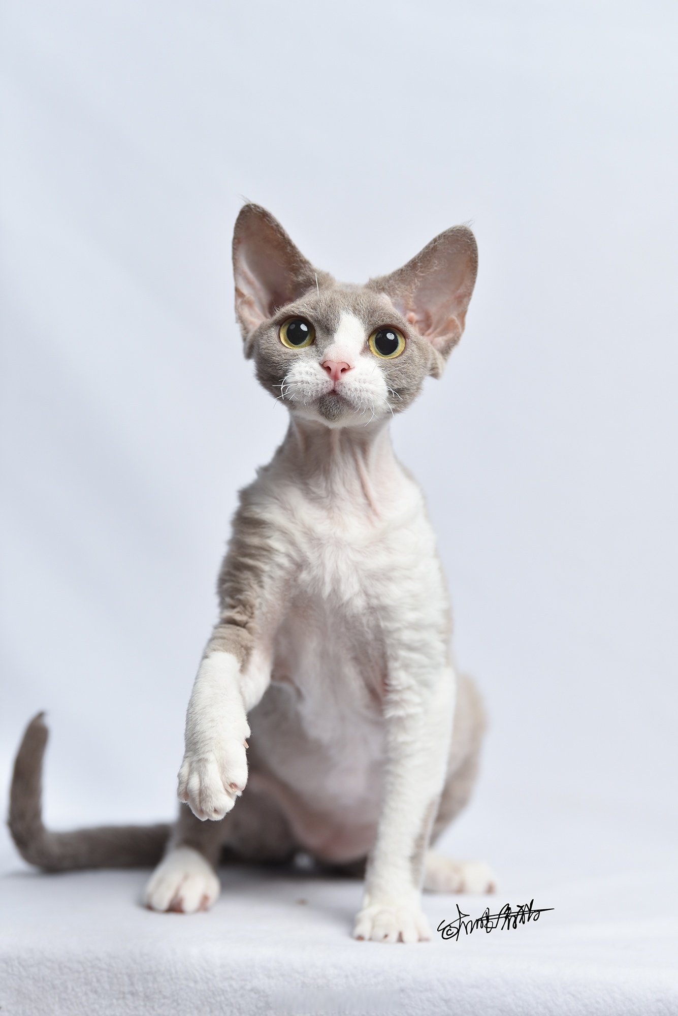 青岛宠物摄影##福猫摄影