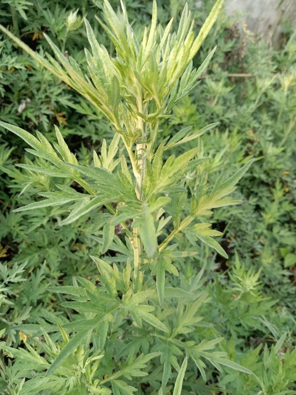 请问这个是艾草吗? 我们这边叫青蒿,所以到底是不是艾草呢?