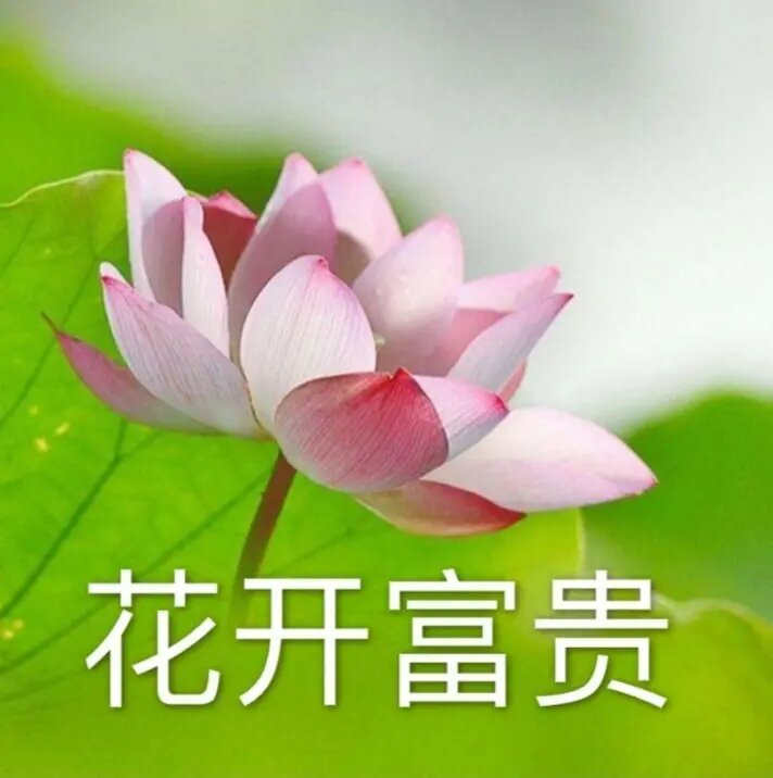 花开富贵头像