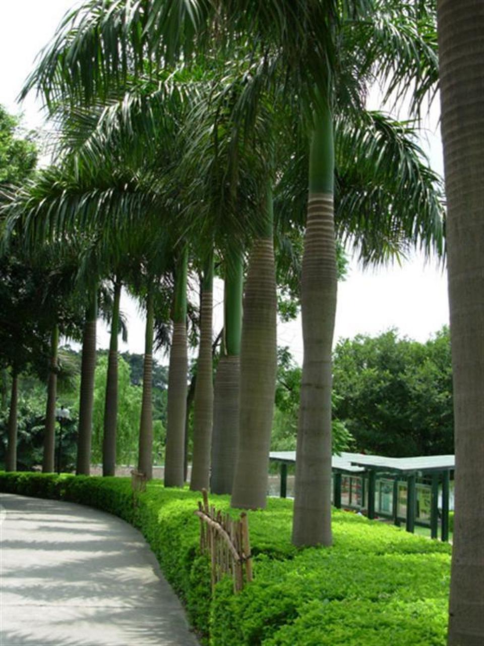 王棕原产于古巴,牙买加,巴拿马等地,是古巴的国树,在古巴受到法律保护