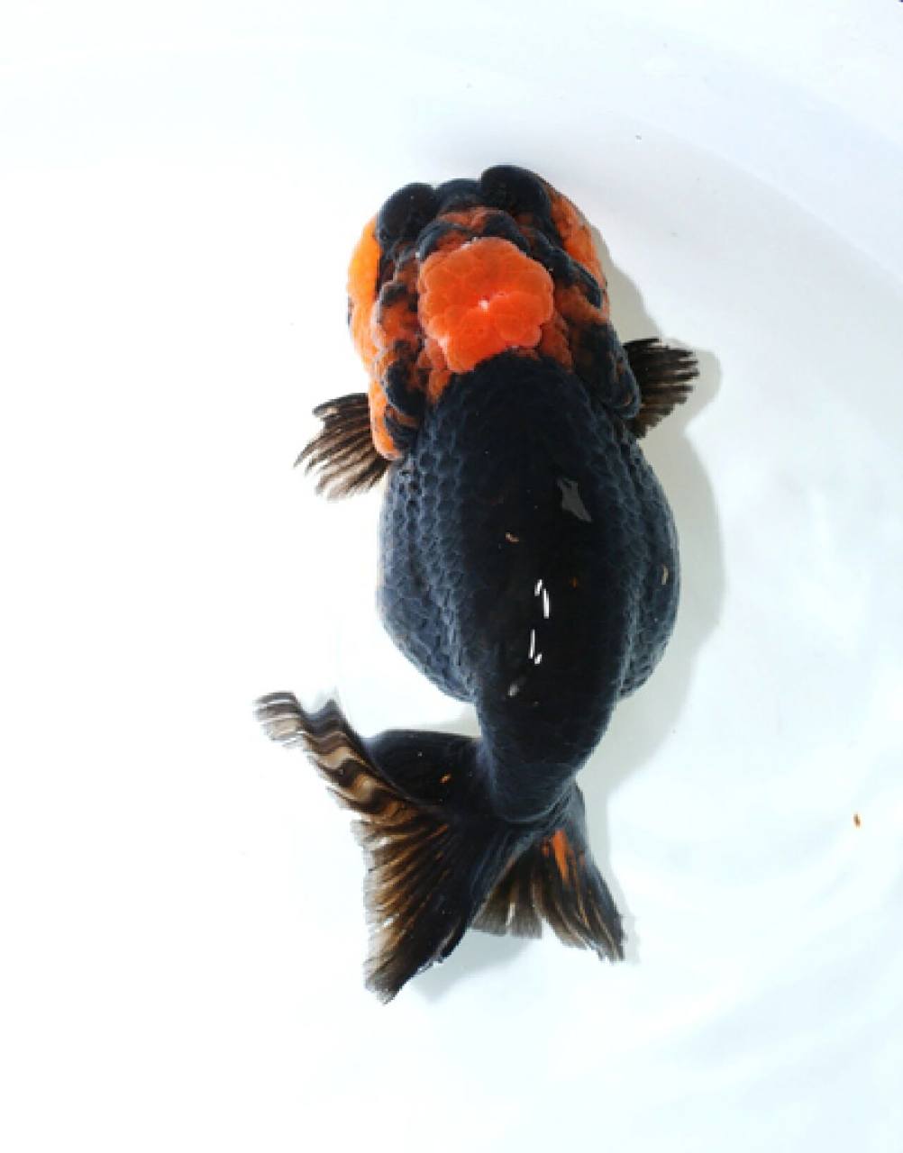 姆们的飞机尾兰寿 姆们,北京方言,我们的意思.