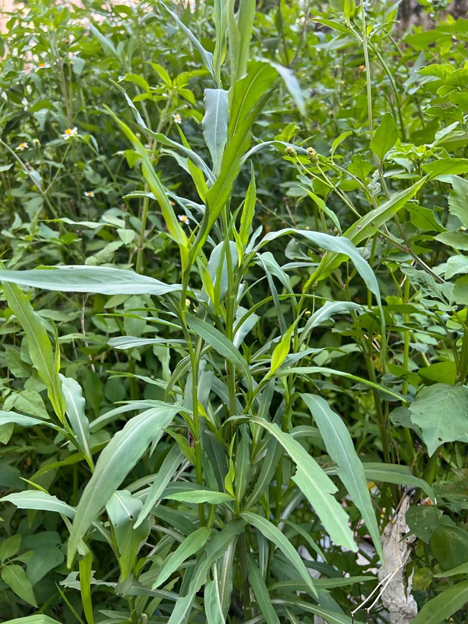 钻叶紫菀花图片