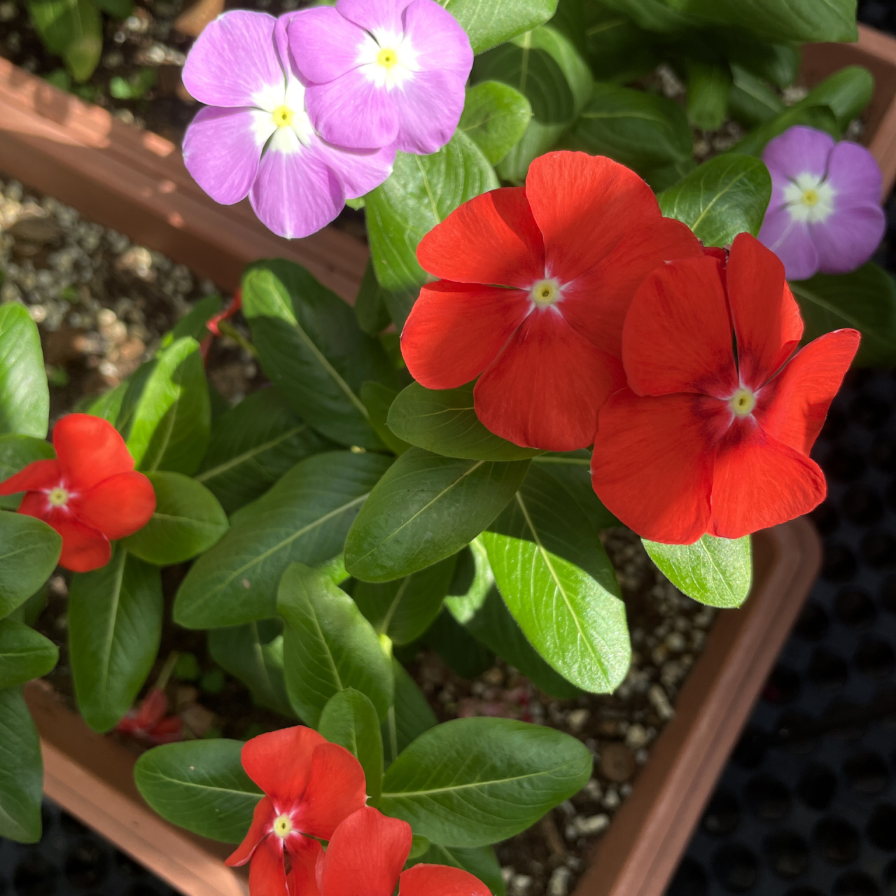 9890长春花-几个品种对比 来来回回播种了很多颜色的长春花,虽然