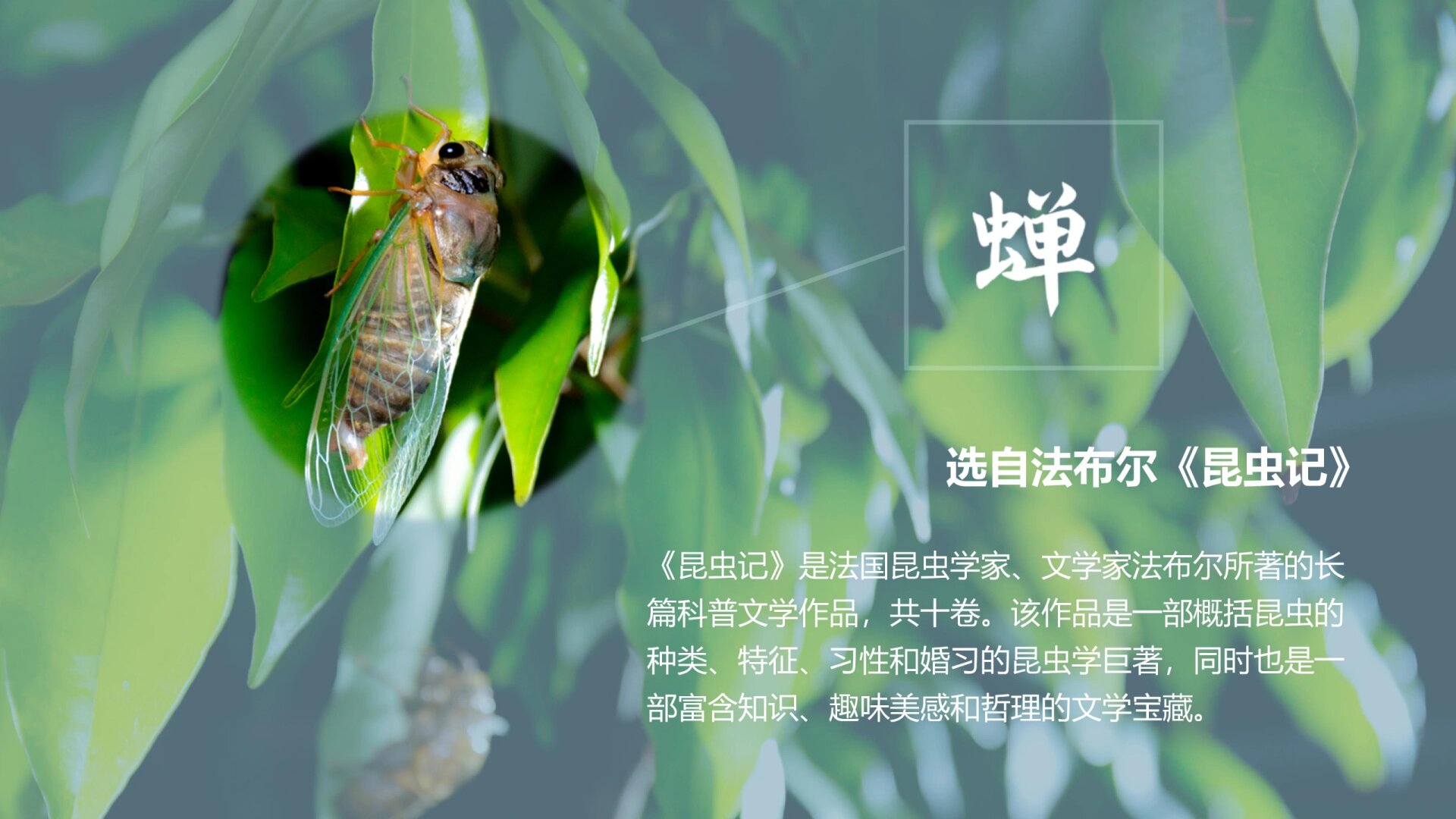 八上语文《蝉》公开课备课,梳理蝉的一生