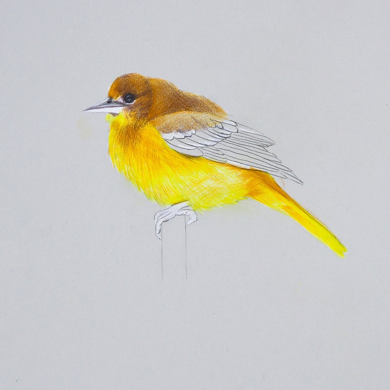 【彩铅案例】—黄鹂91 "两只黄鹂鸣翠柳,一行白鹭94上青天"91