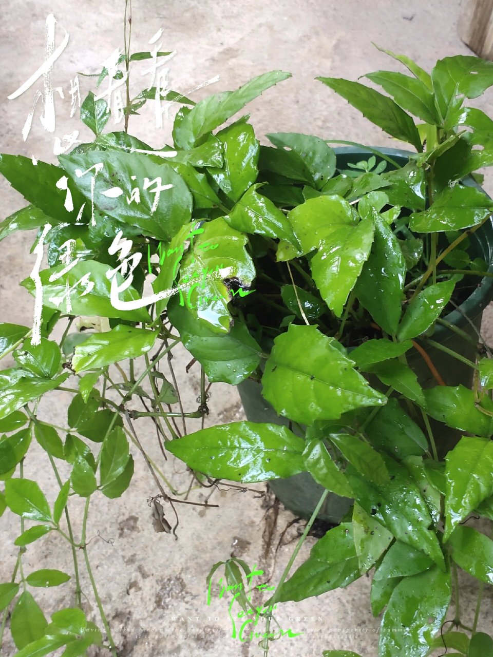 适合三叶青的生长环境 三叶青很好养跟红薯差不多只要一截杆子就能长