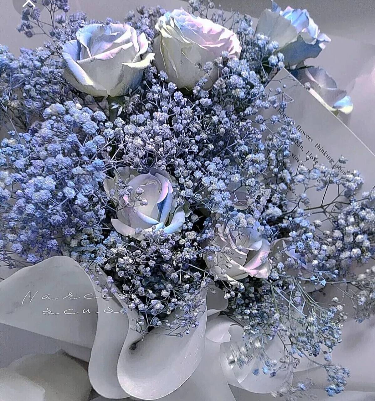 满天星花语:我甘愿做配角,瞒着所有人爱你.