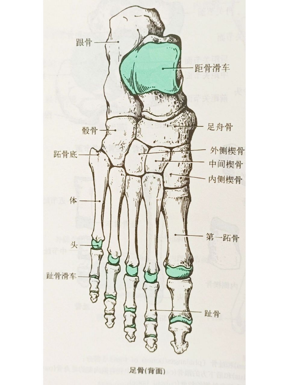 解剖