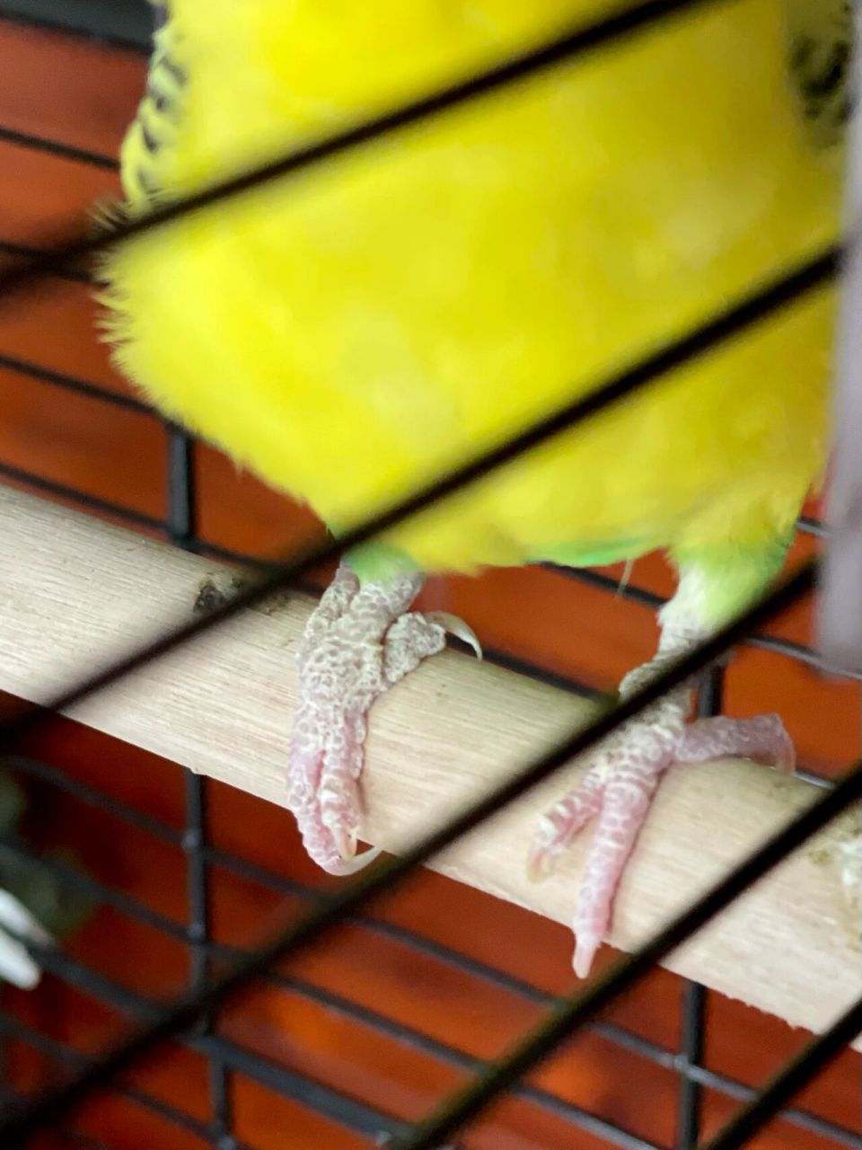 有小伙伴知道虎皮鹦鹉爪子是怎么了吗?是长藓了不?好急