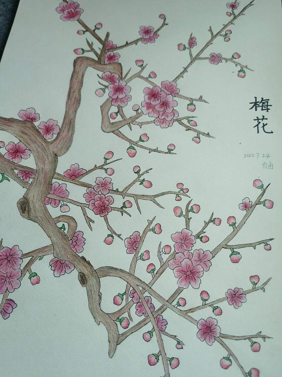 《梅花》彩铅画
