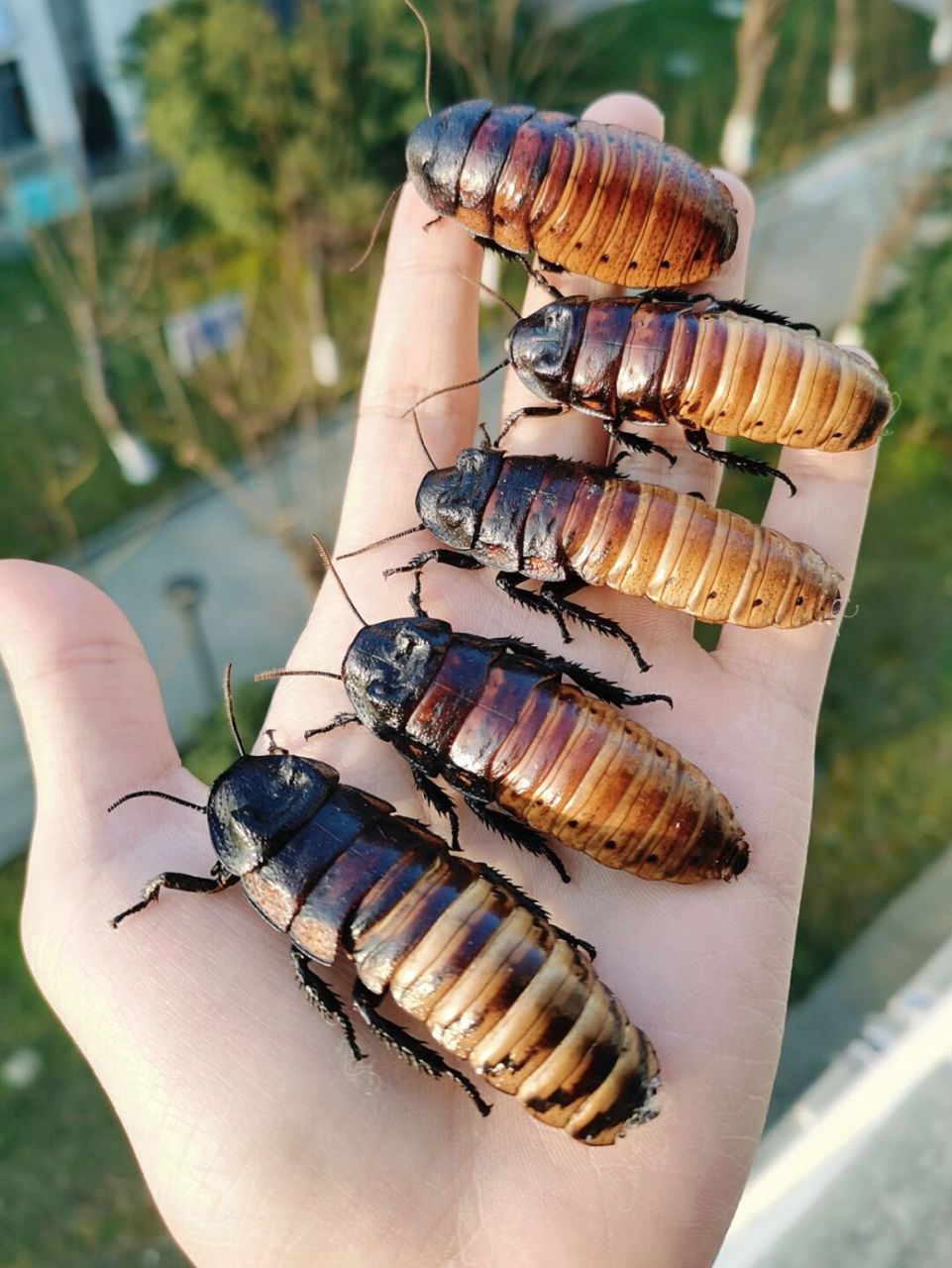 大蟑螂——马岛发声蟑螂标本 这是唯一一种让我做标本时候发出干呕的