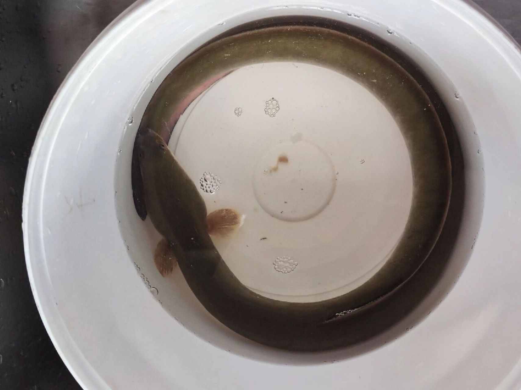 白鳝 野生白鳝鱼,大战三百回合才痛下sha手,放点豆腐皮炖出来,小朋友