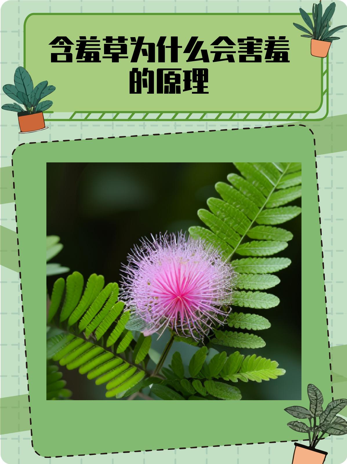 含羞草为什么会害羞的原理