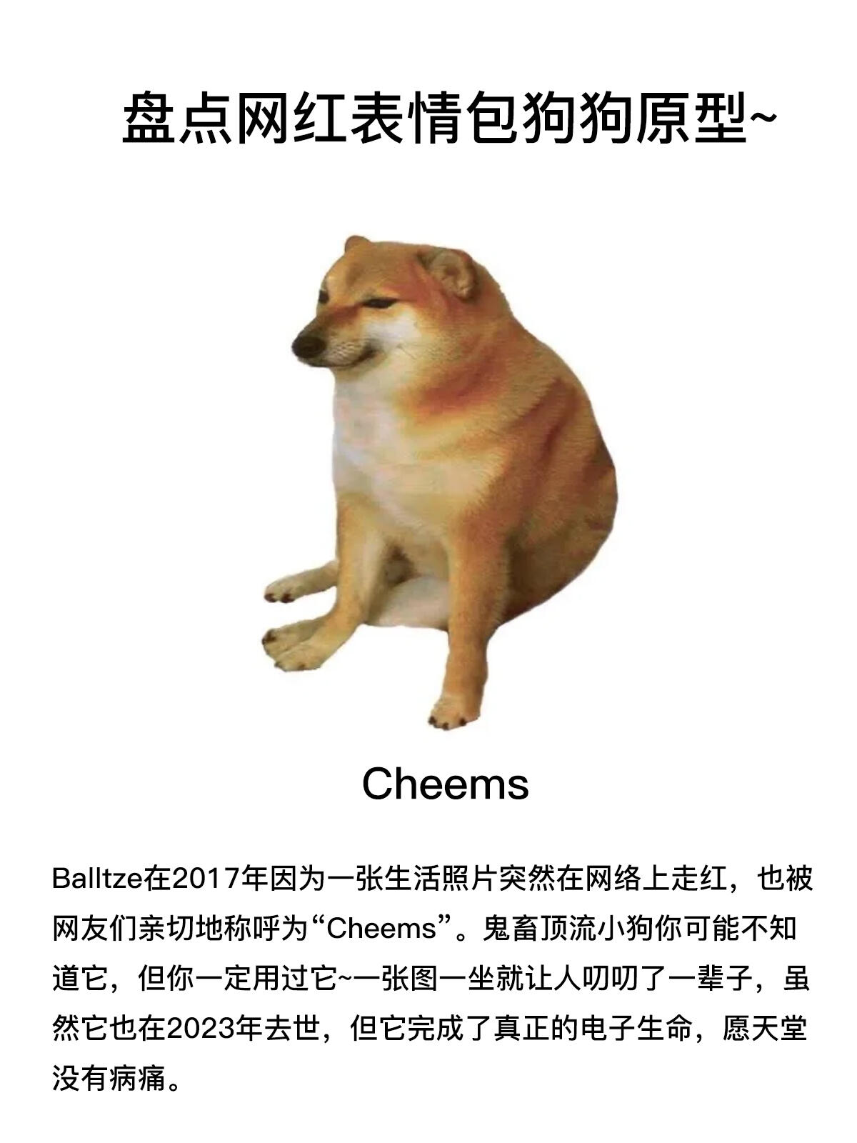 表情包狗狗原型你都知道吗~ 🐶doge 这只来自日本的柴犬叫做kabosu