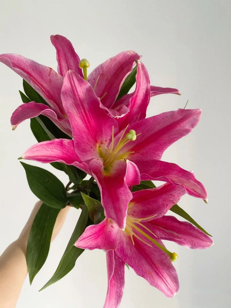 每天涨点新知识 | 西诺红百合 西诺红百合是红色系百合比较常见的一个