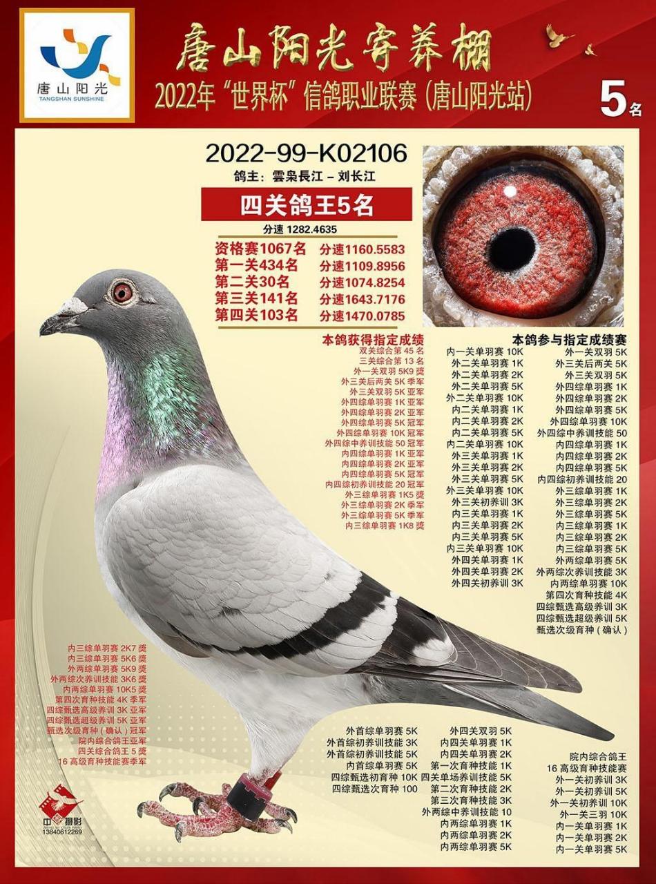 唐山阳光寄养棚,获奖鸽照片欣赏.