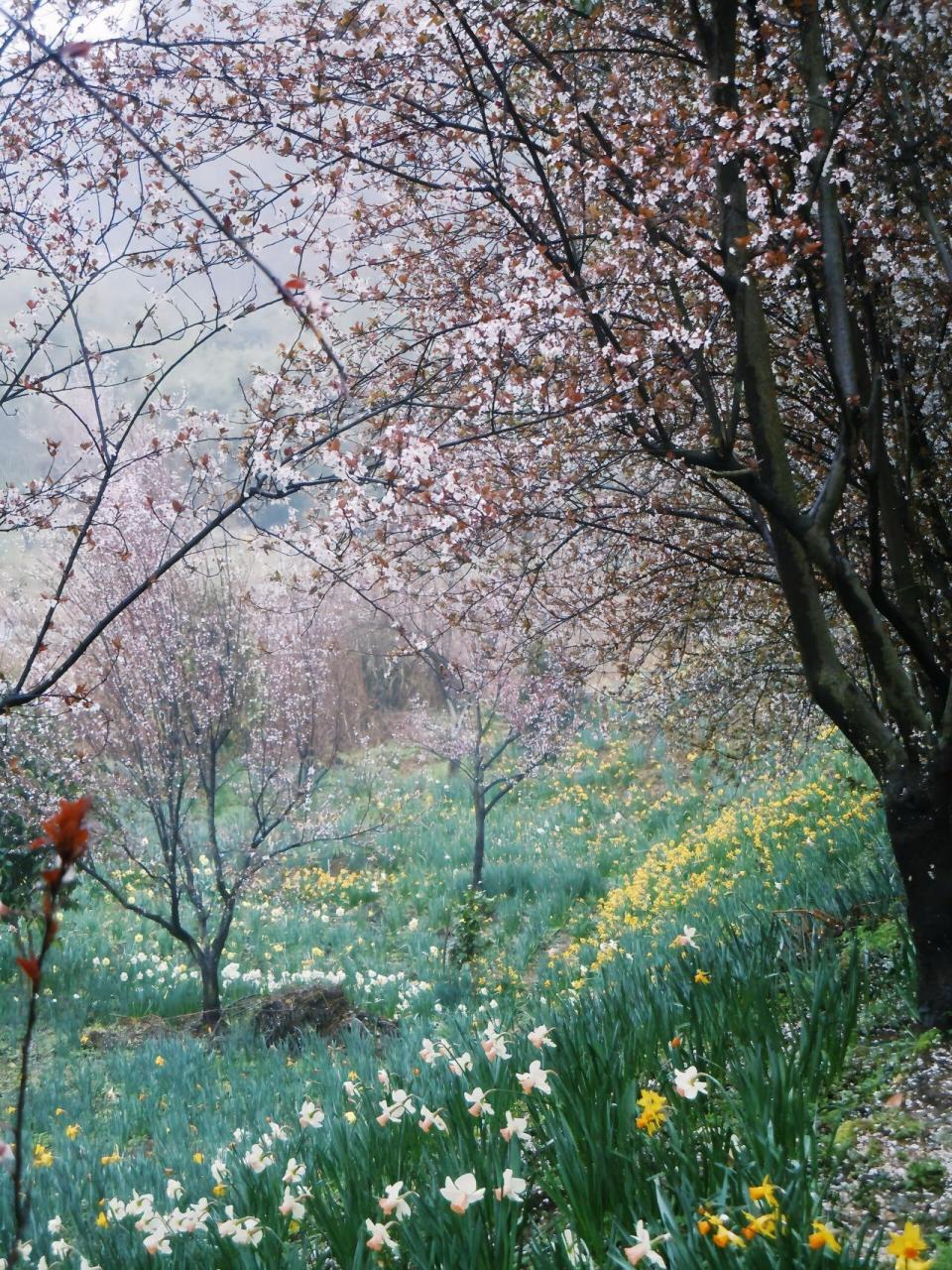 安顺樱花风景区图片