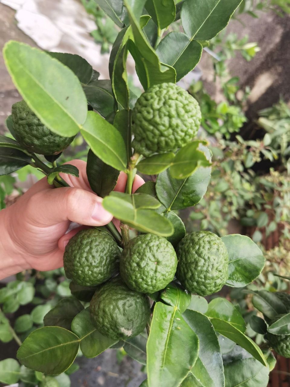 泰国皱皮柠檬成熟了