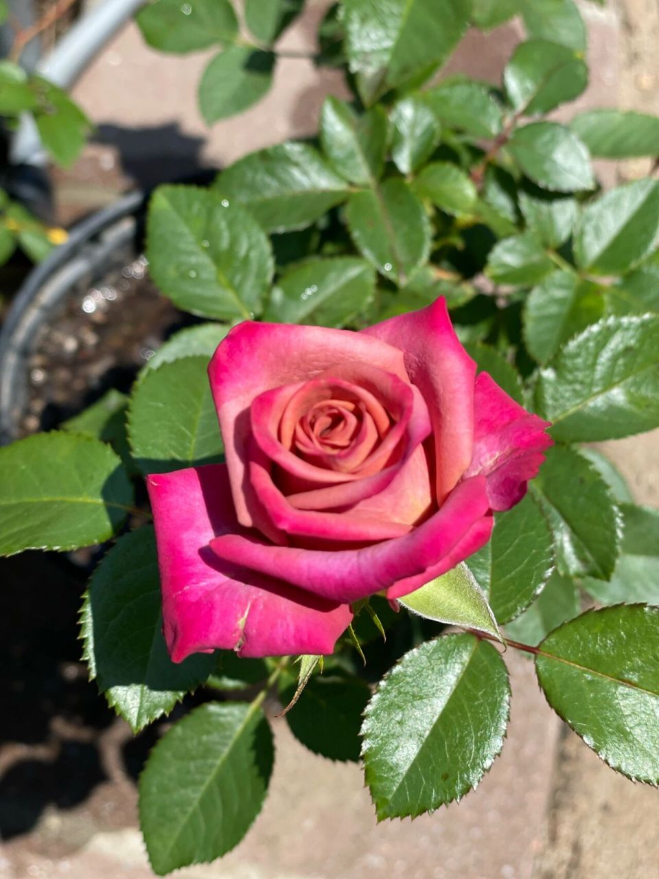 月季|barista咖啡师 一款切花月季,这是初花,刚开颜色偏深,之后逐渐