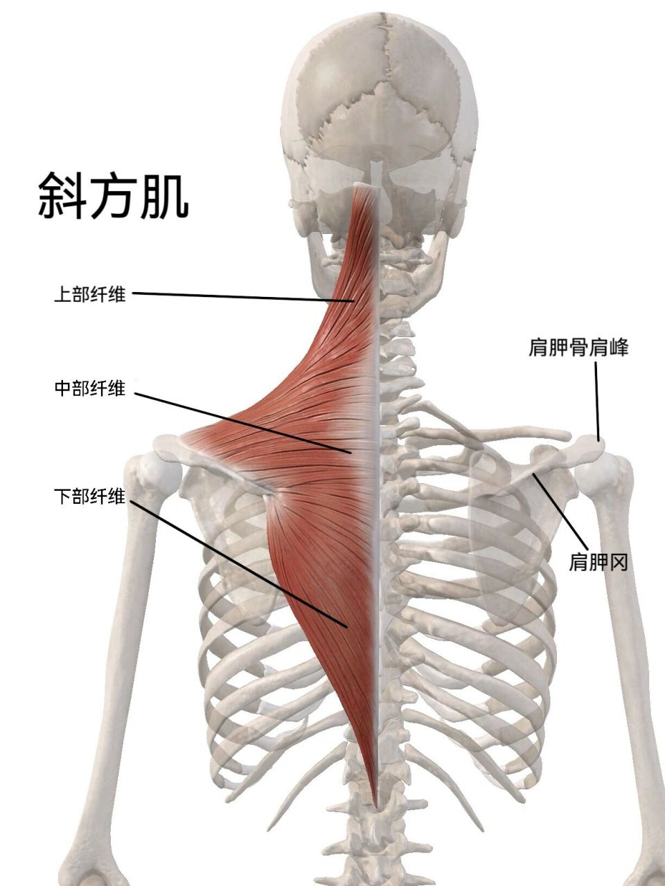 斜角肌位置图图片