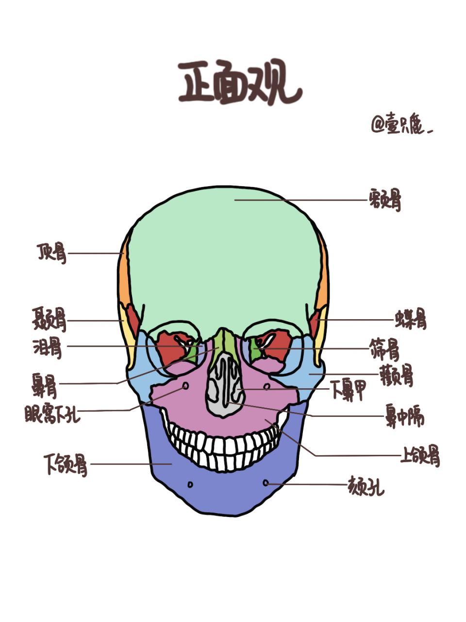 医学生笔记94|颅骨解剖02 一,颅的组成9599