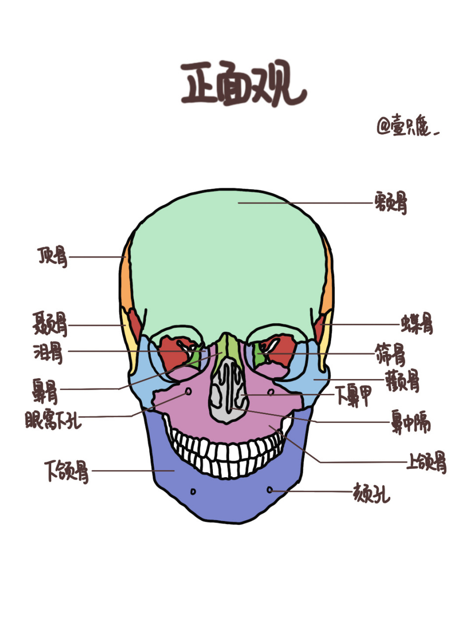 颅骨解剖手绘图图片