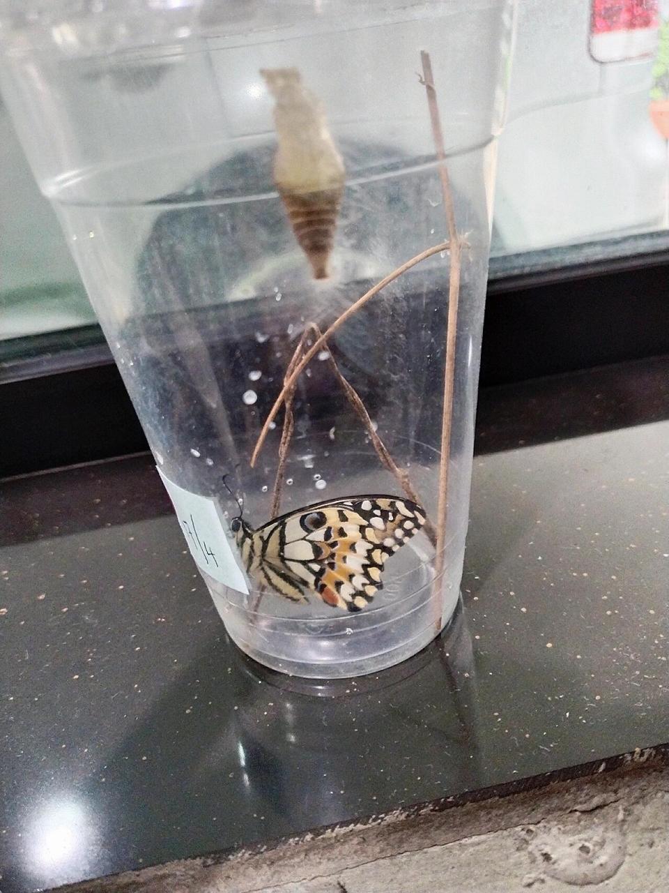 🇲🇾毛毛虫结蛹化蝶观察日记 在柠檬树上发现了毛毛虫蛋,把它装进