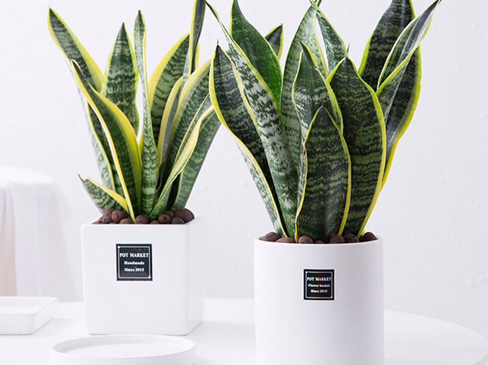 植物界10大网红绿植,好看又好养!