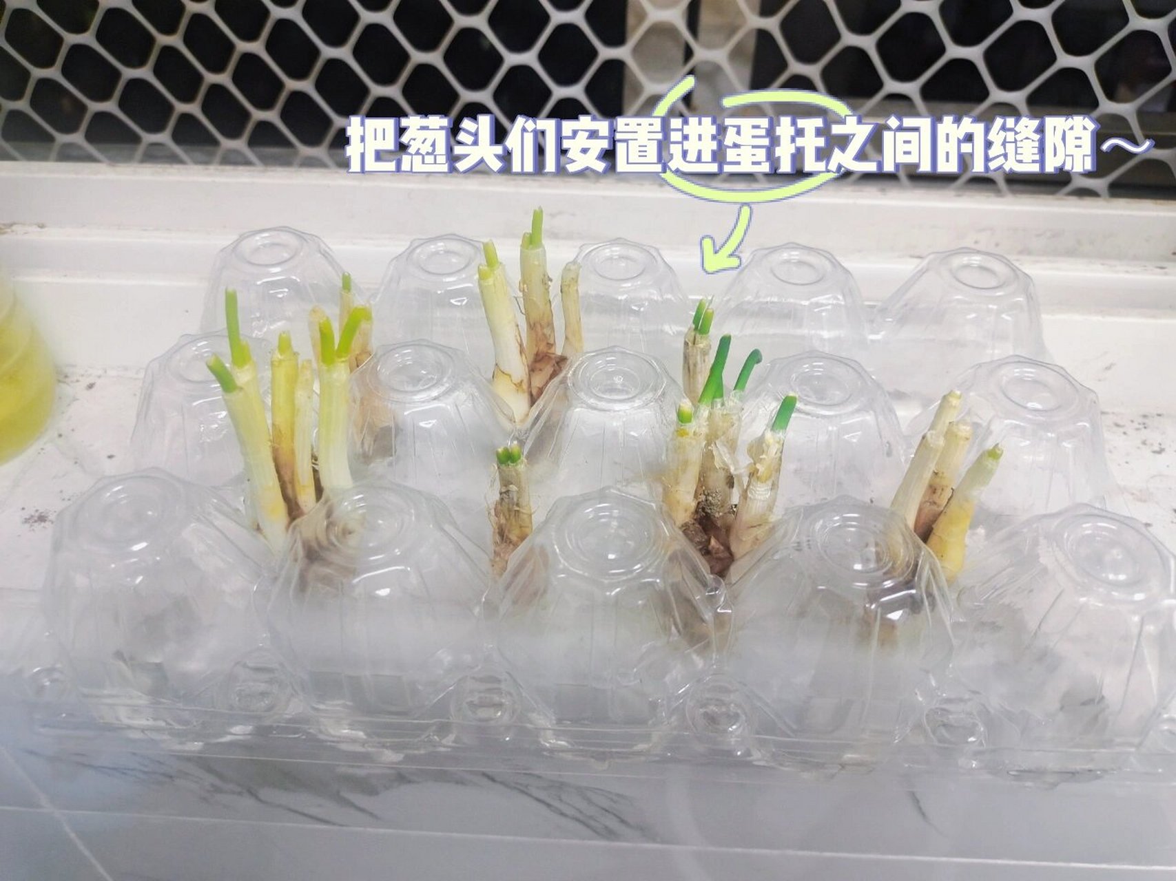让每一个葱头拥有归宿～ 刚刚不小心碰到了矿泉水瓶养的小葱,结果瓶子