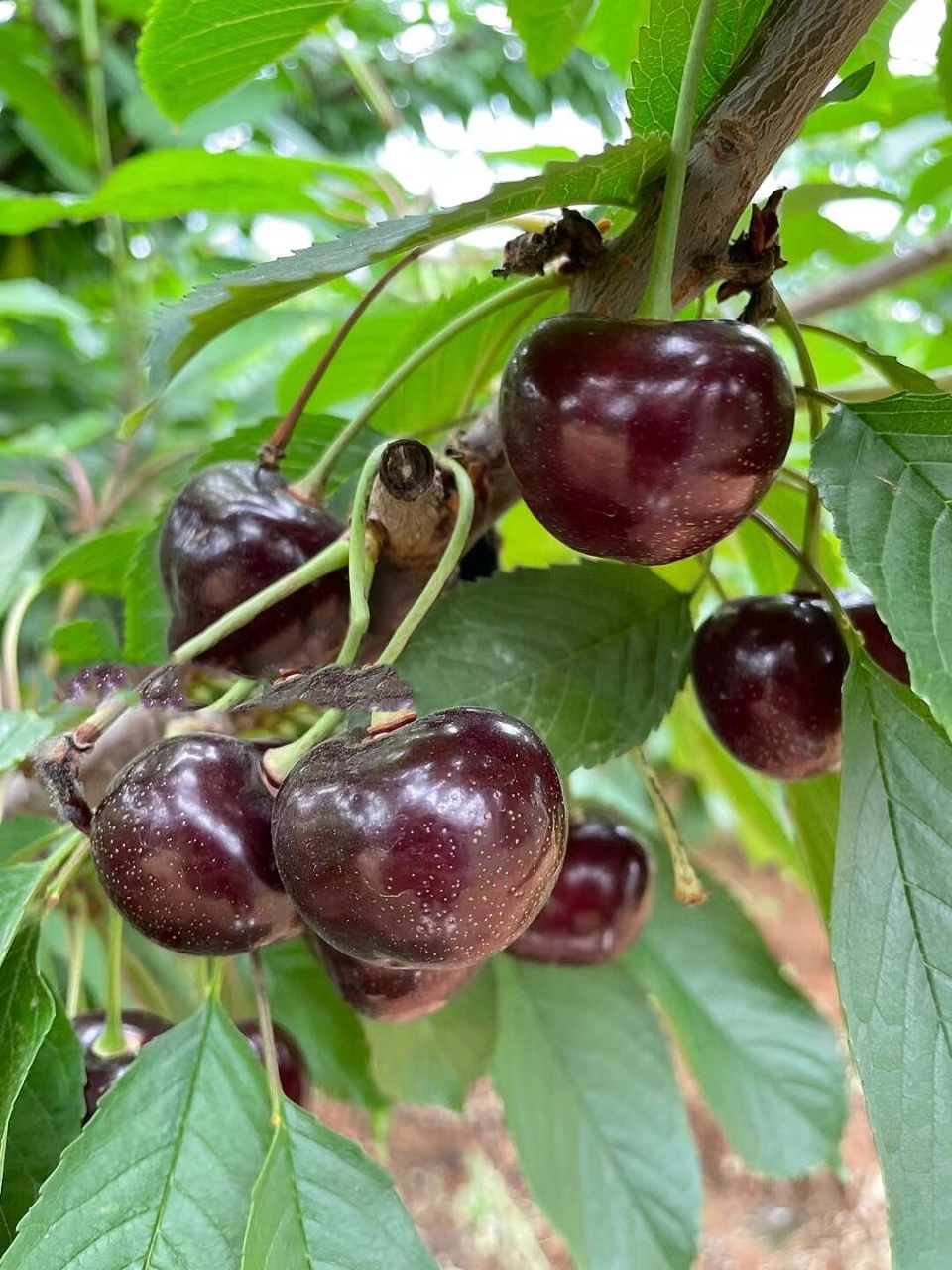 全网最低价的超大果冰库大樱桃,硬脆黑齁甜 超级大果的冰库大樱桃,全