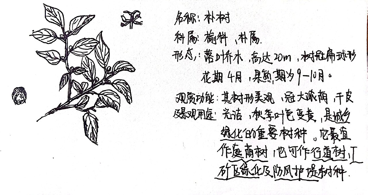 每日一植物(朴树)22