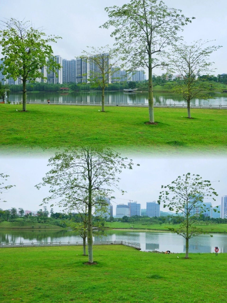凤凰湖公园97 位于黄埔区中新知识城 凤凰湖景色优美98