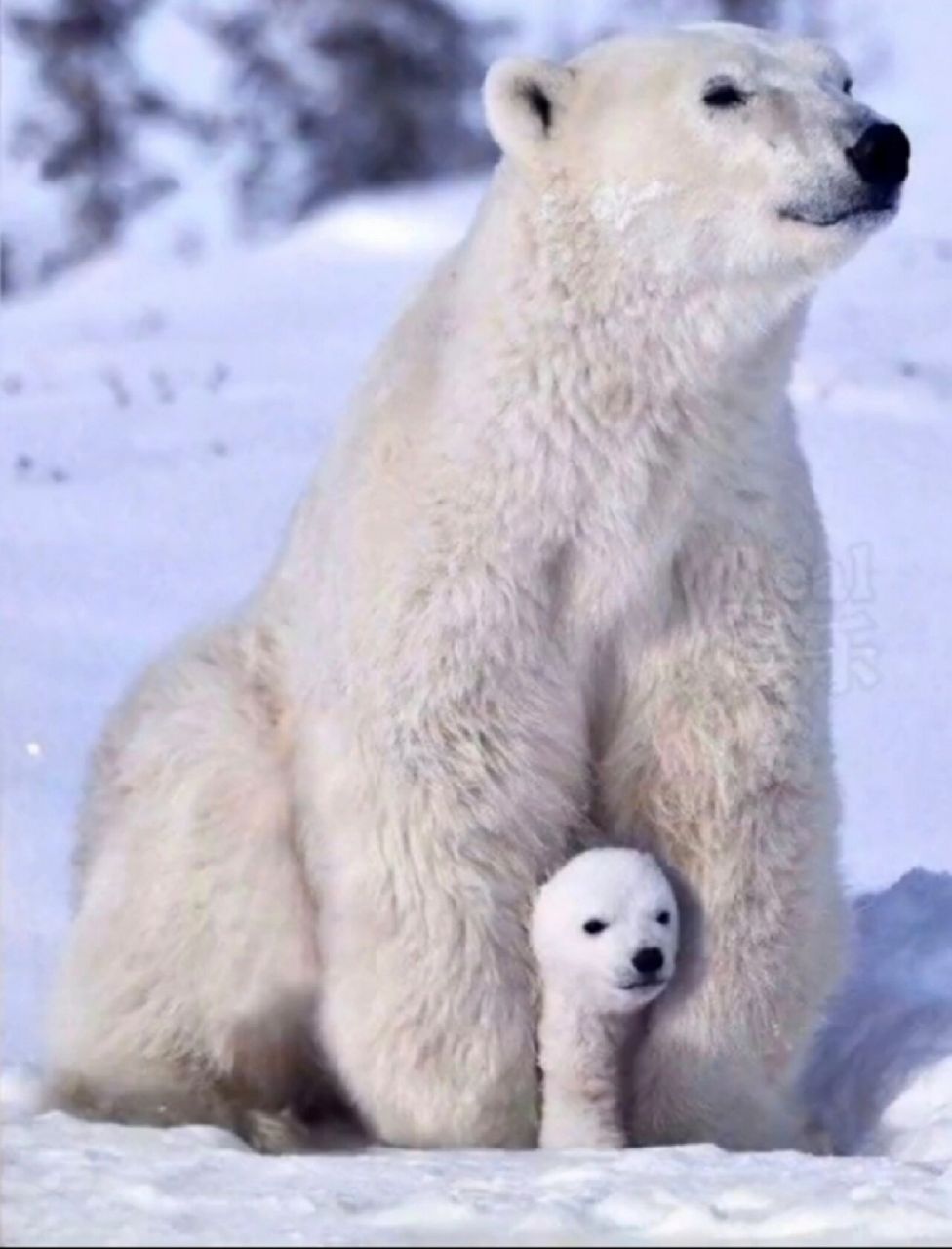 北极熊和她的蓝牙耳机 哈哈哈哈,太可爱了吧哈哈