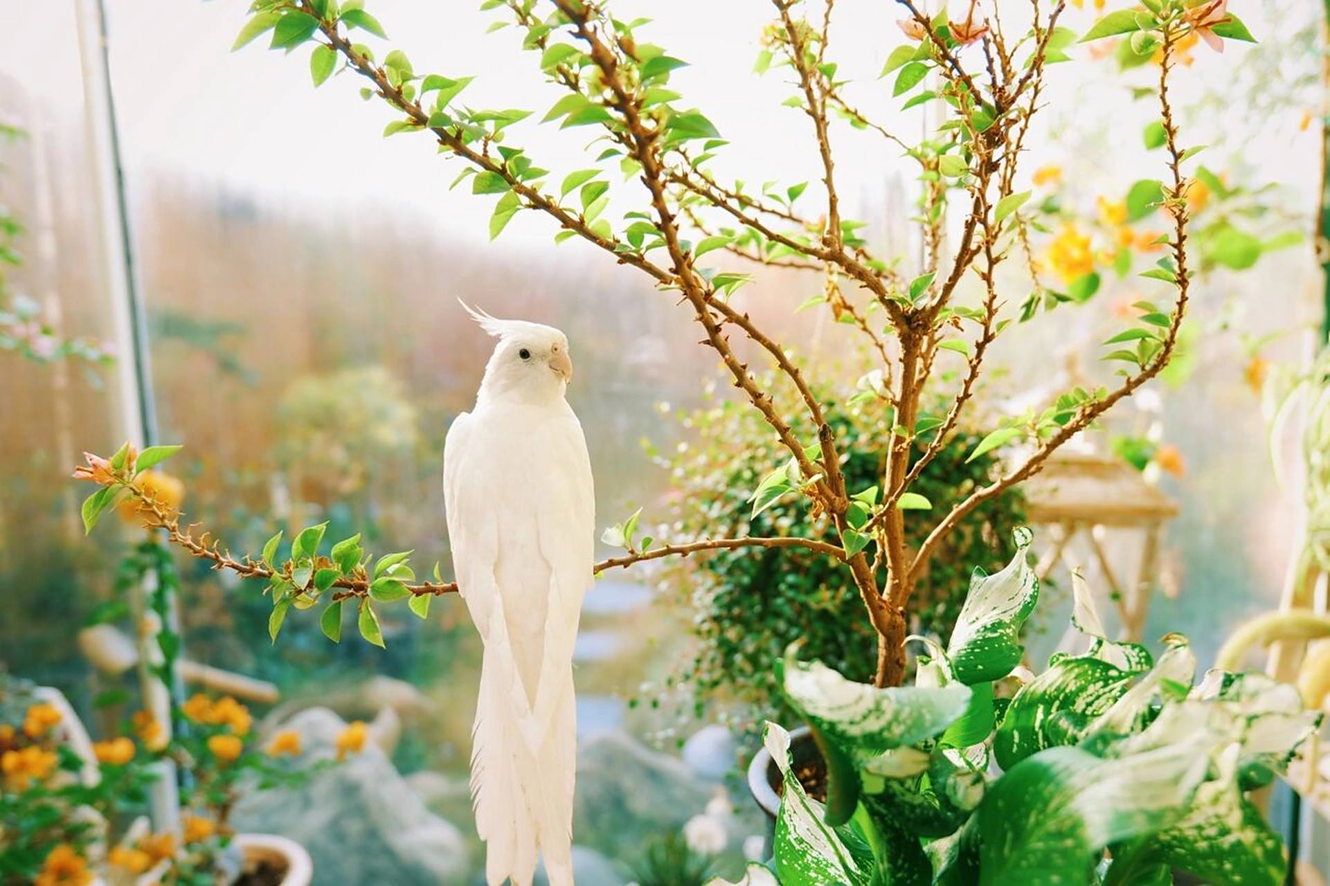 玄凤白子的神仙颜值 #我的秘密花园# #白子玄凤# 仙气飘飘说的就是你