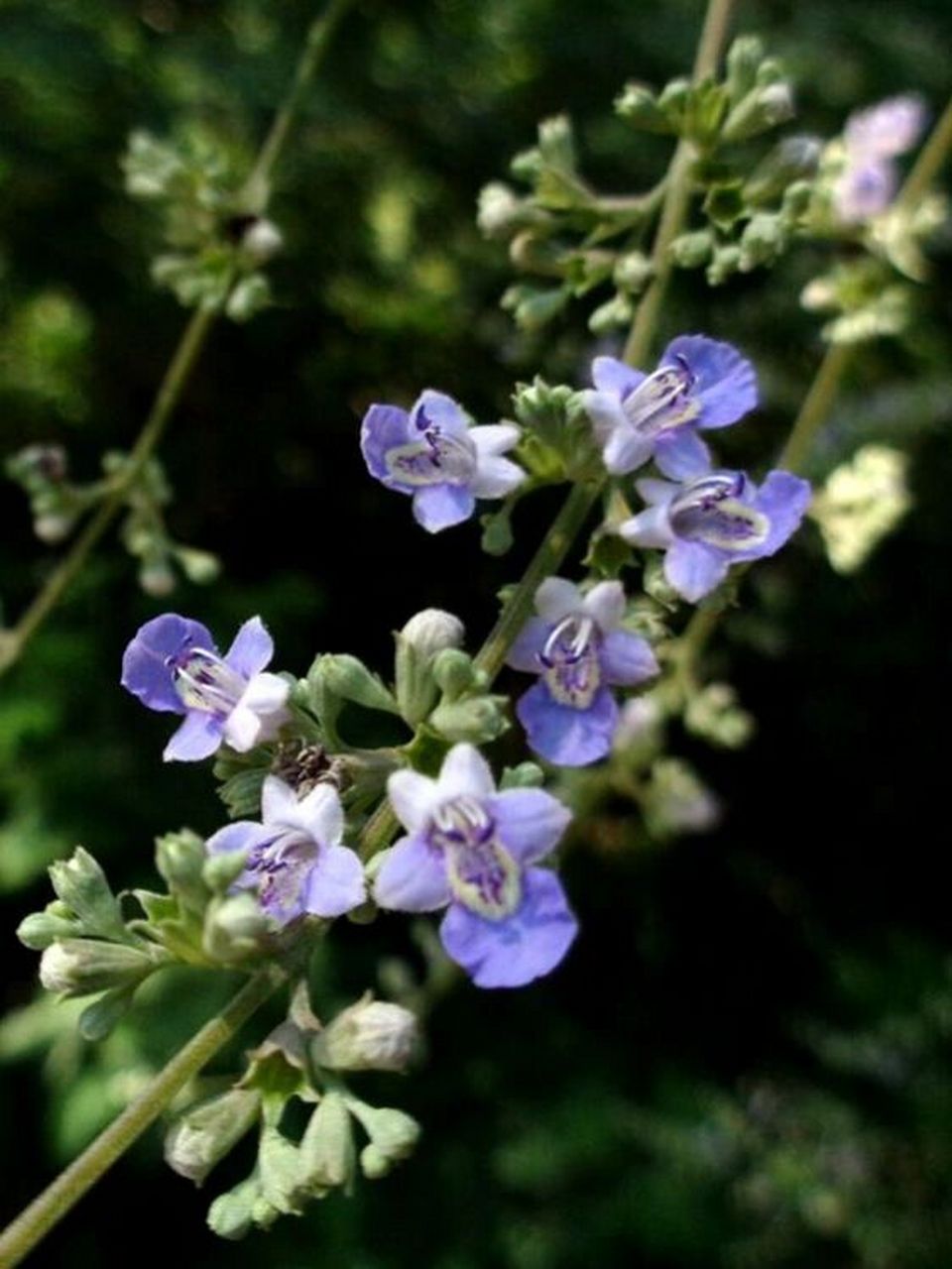 ViteX(vite需要安装吗)