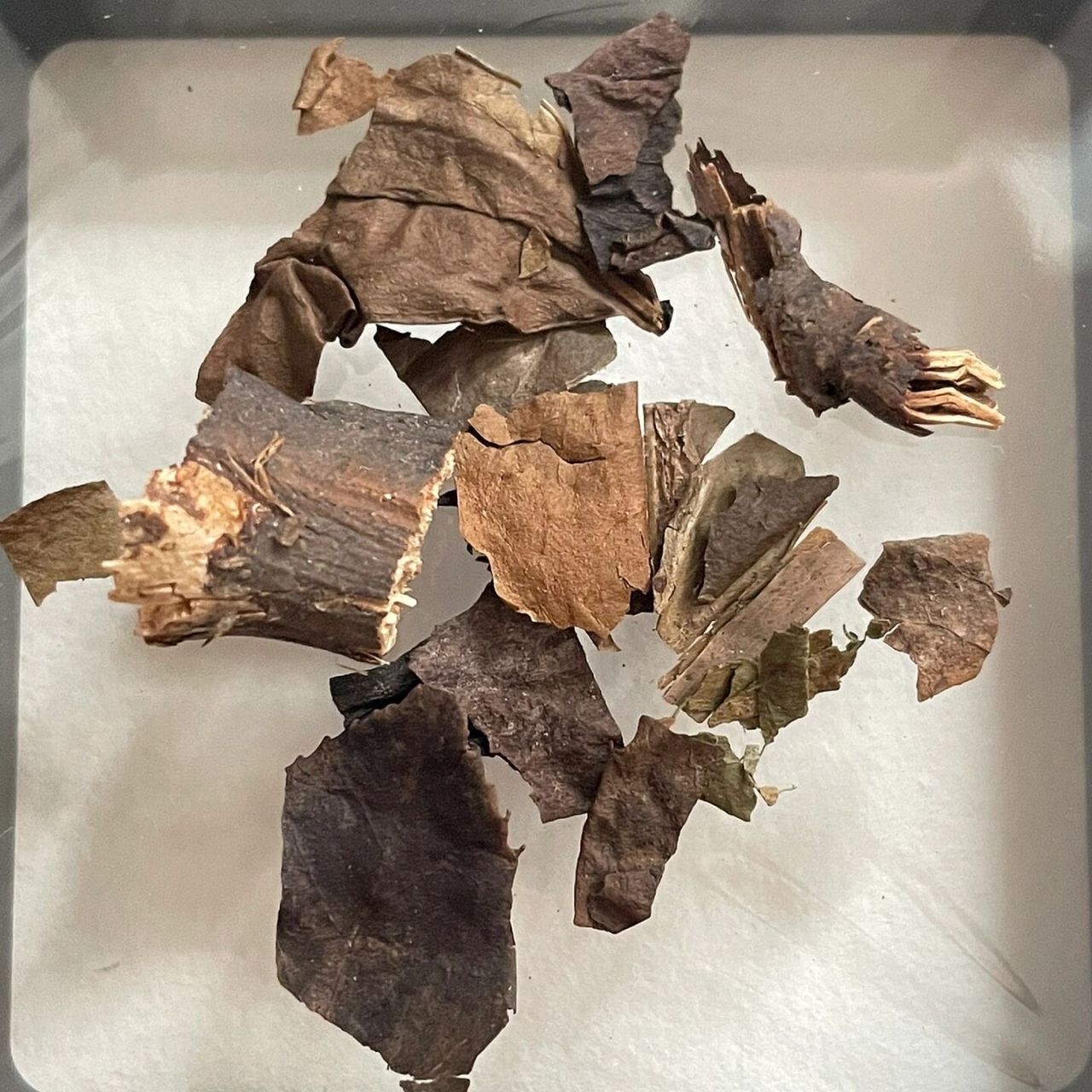 每日中药——肿节风 中文学名   肿节风 别名  九节茶,九节风,接骨莲