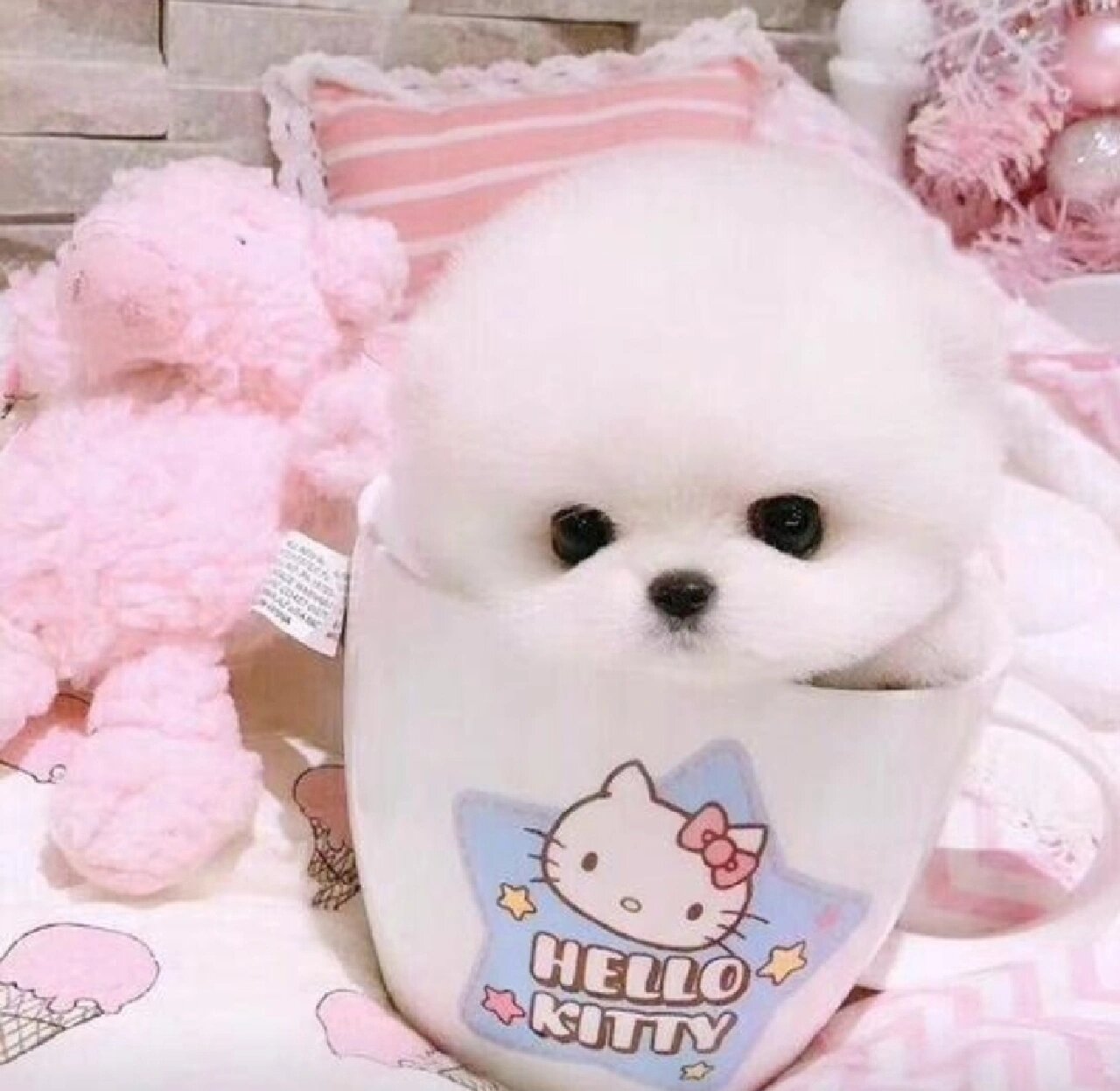 我的小茶杯犬这么可爱,你不会不喜欢吧?