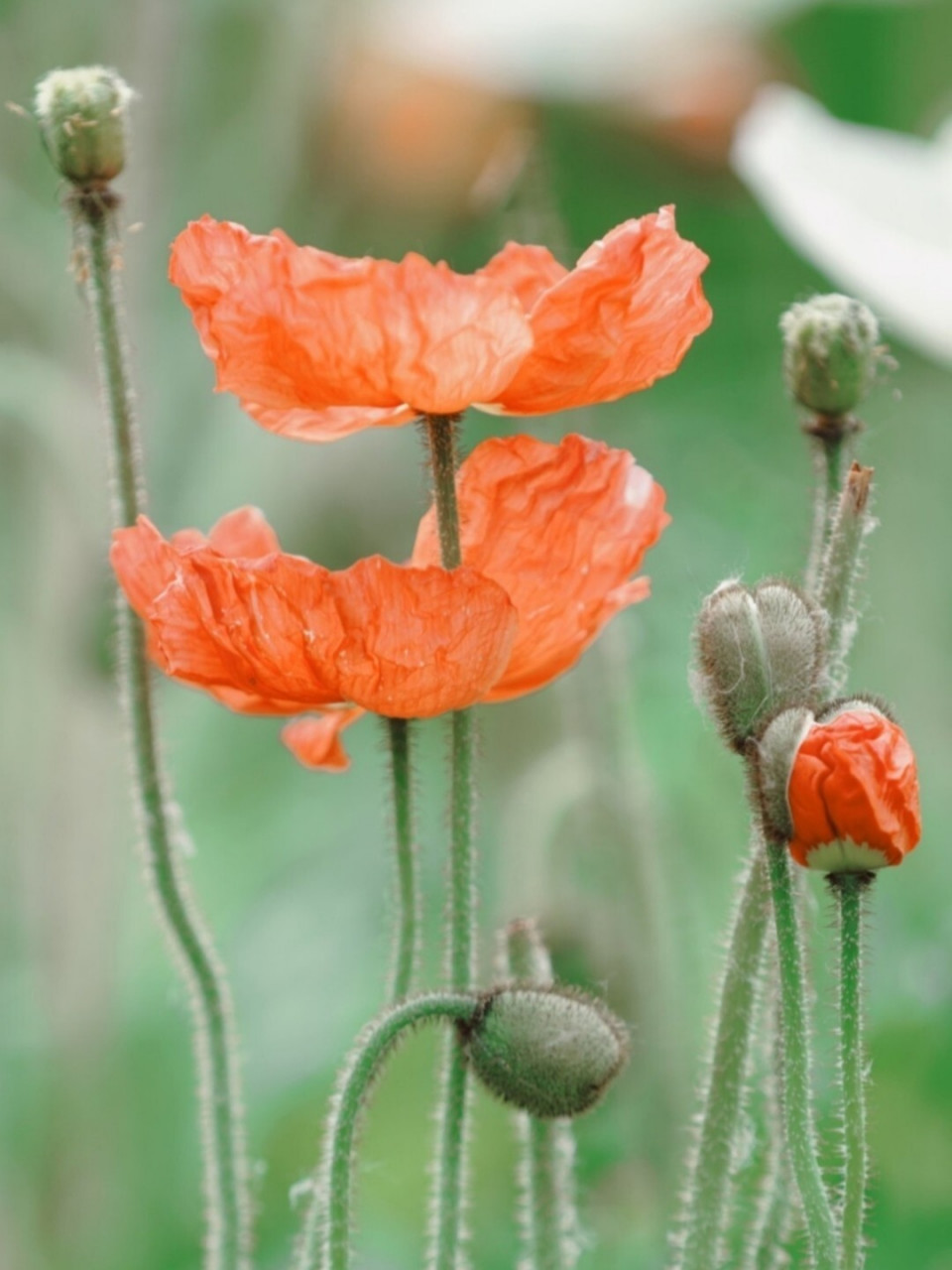 虞美人:敢以美人命名的花是怎样的颜值 我们都知道罂粟花其实很美