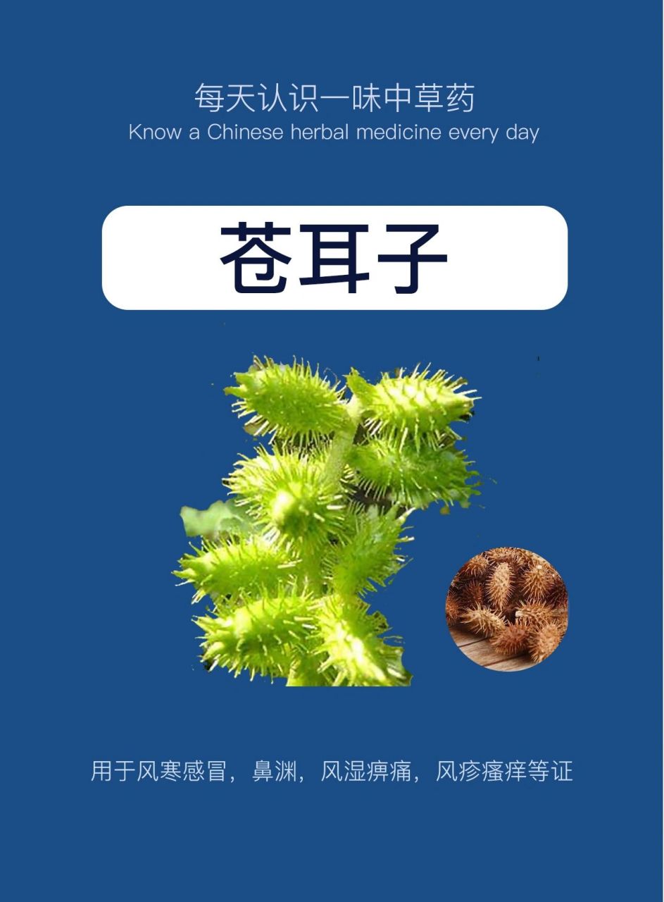 每天认识一味中草药91|苍耳子