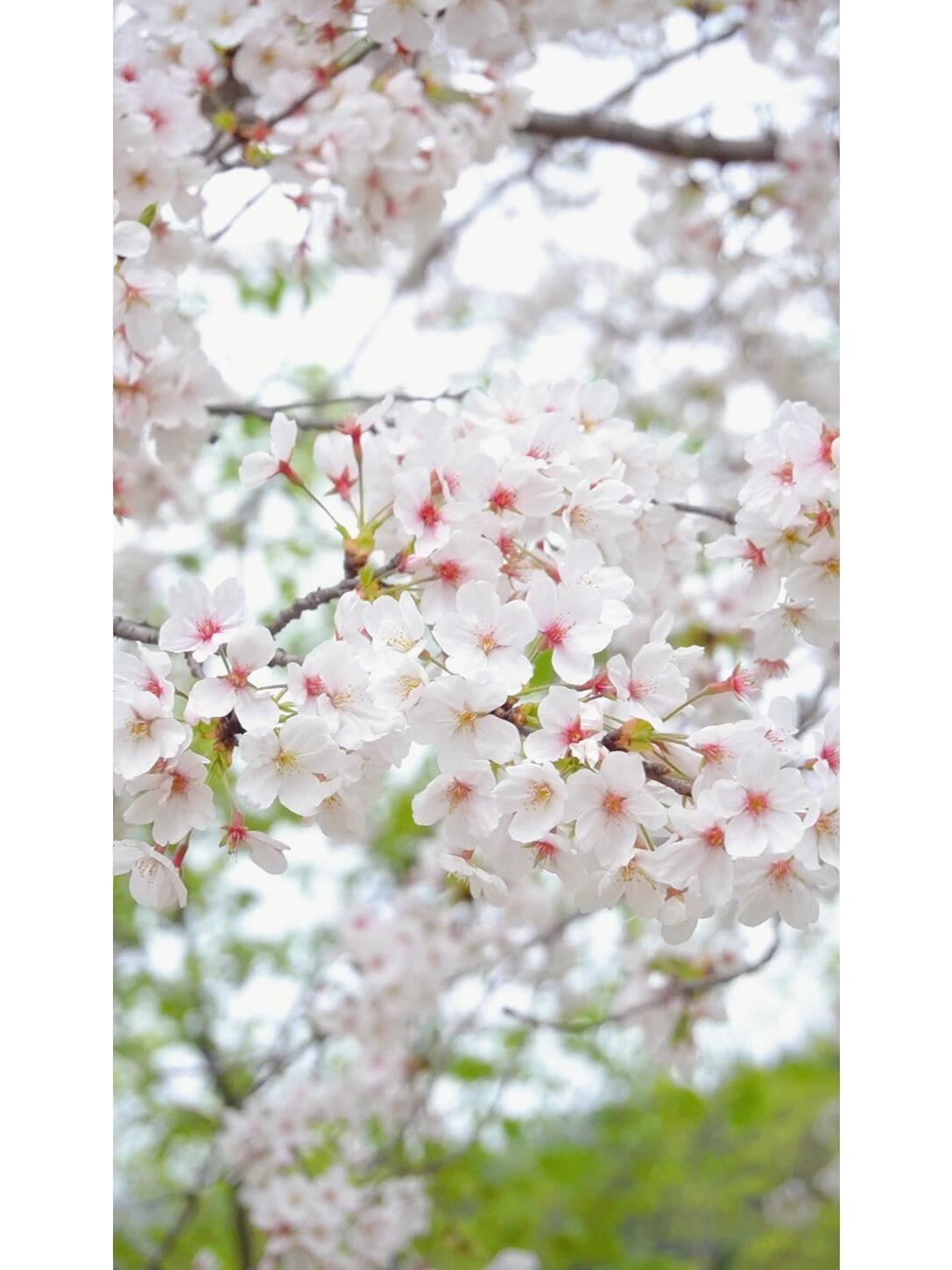 盛世樱花悠乐谷94三月樱花季