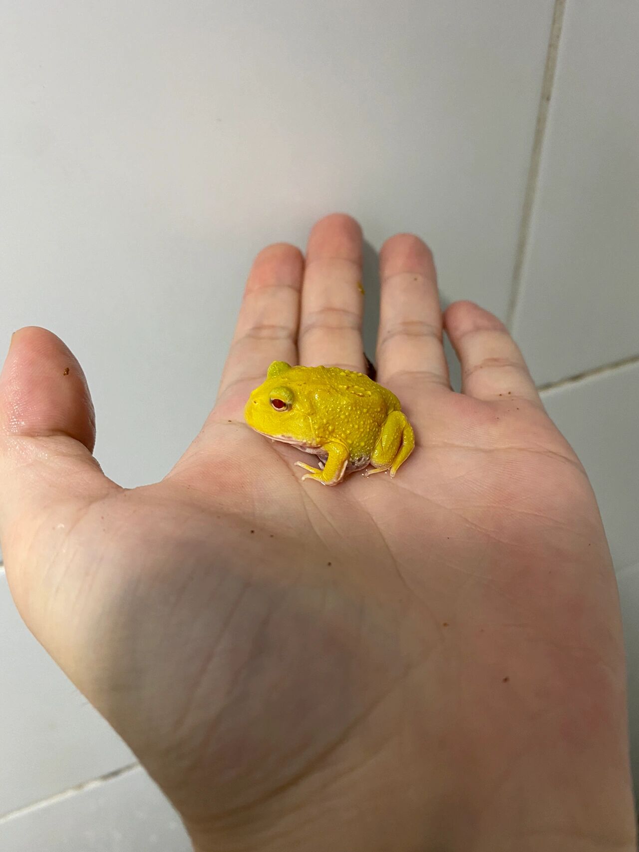 蛋黄角蛙