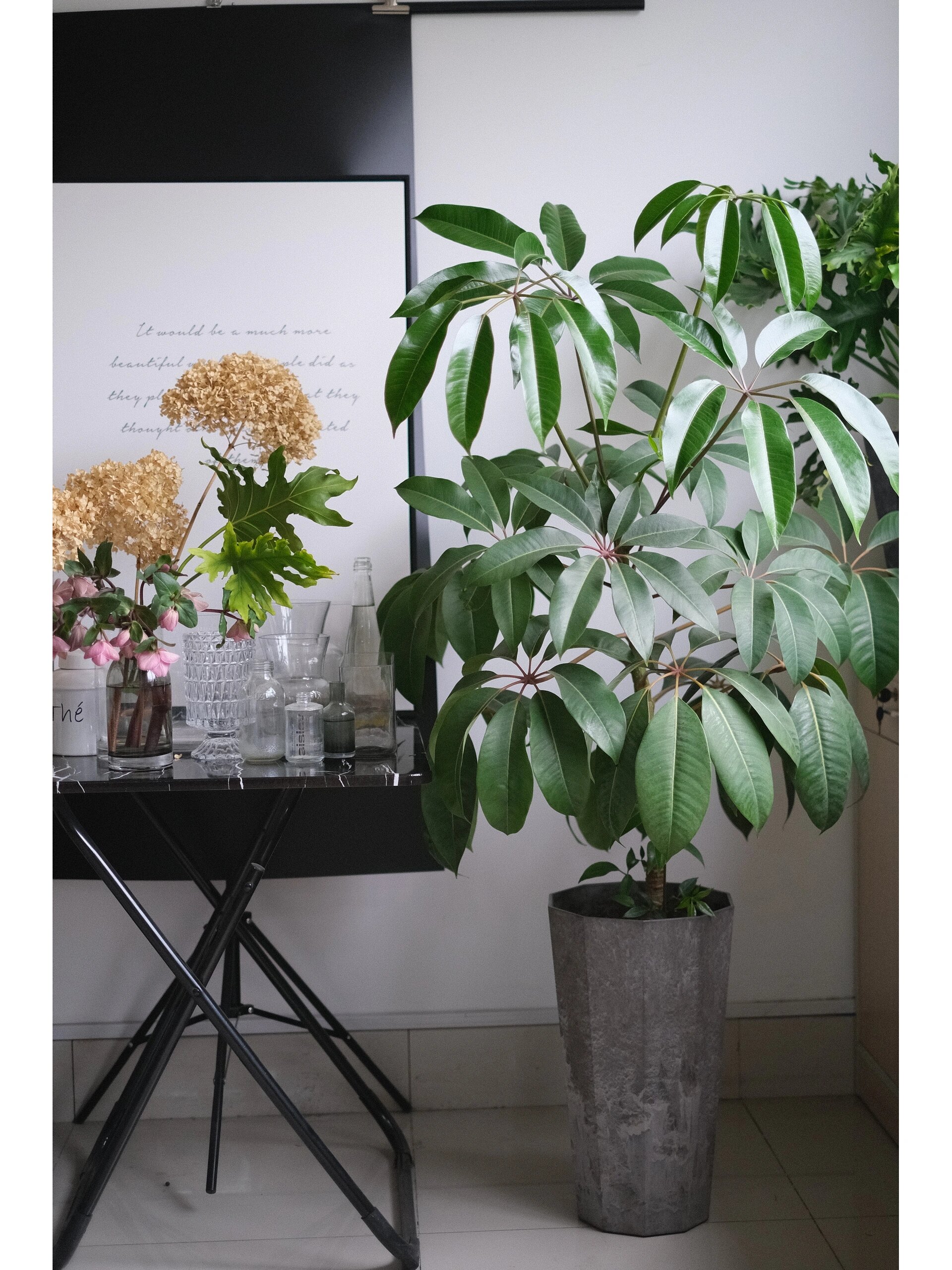 日本大叶伞的繁殖之路