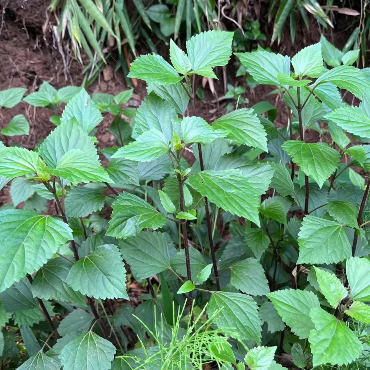 紫茎泽兰   从小到大都见过 你们那里叫什么?