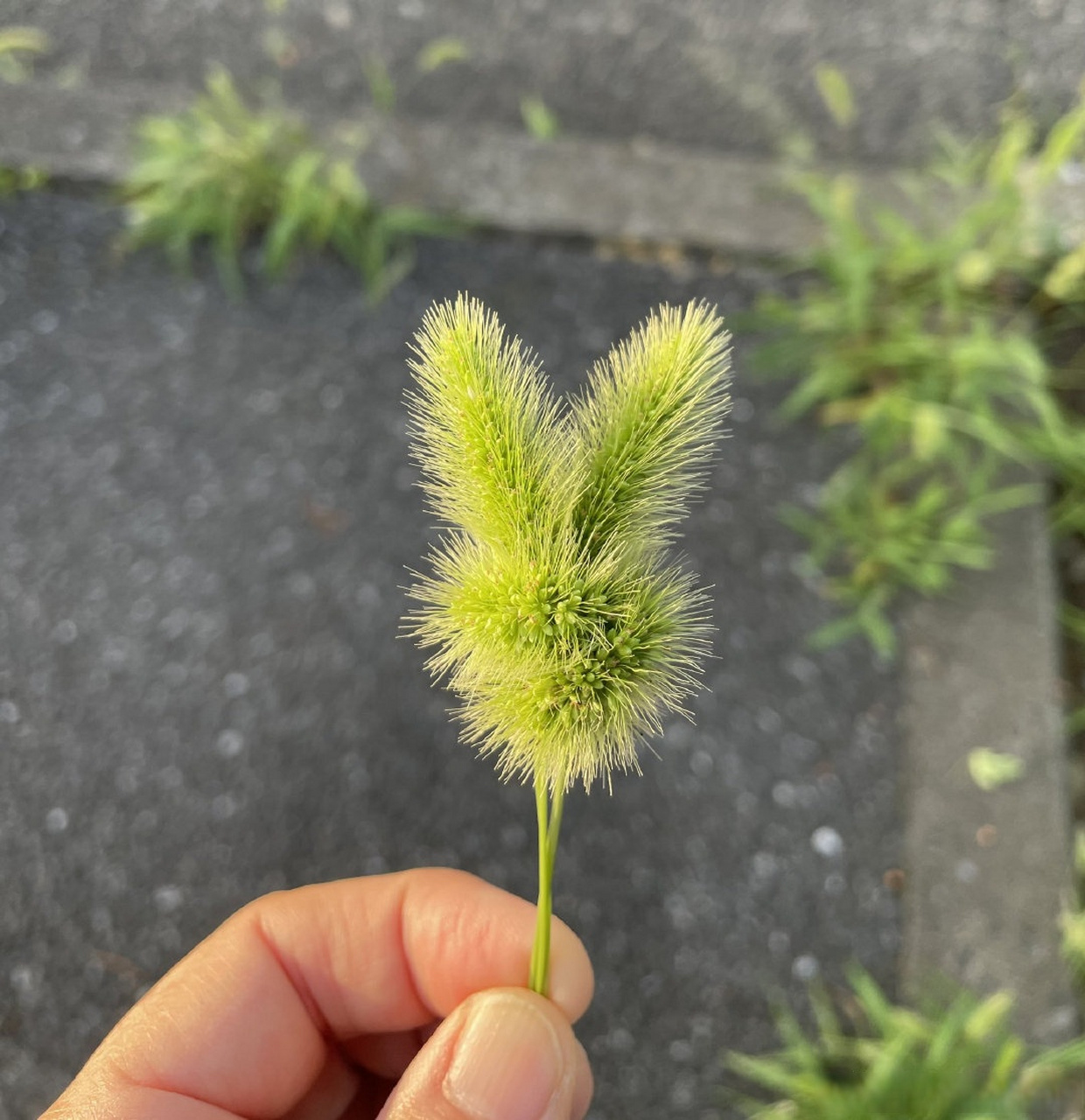 顺手用狗尾巴草做了几个小兔子,太可爱了!